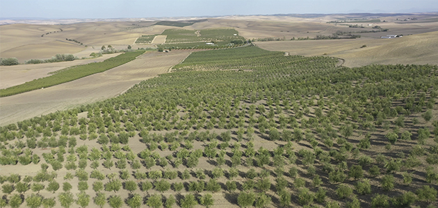 Todolivo I-15P desafía a la sequía produciendo en secano 1.543 kilos de aceite/ha. en un año de altas temperaturas y baja pluviometría