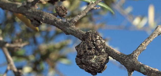 Sanidad vegetal en Andalucía: más de 10.000 prospecciones y alrededor de 12.000 análisis de muestras de campo durante 2023