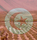 Europa pone coto a la entrada de aceite de oliva de Túnez