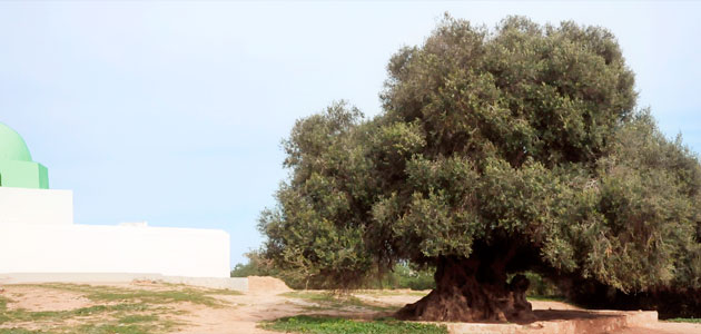Túnez organizará encuentros comerciales internacionales sobre aceite de oliva