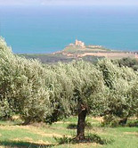 El Copa-Cogeca, en contra del plan de incrementar el contingente de importación de aceite de oliva de Túnez