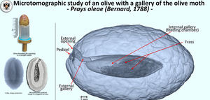 Microtomografía computerizada para estudiar los daños que las plagas producen en las aceitunas
