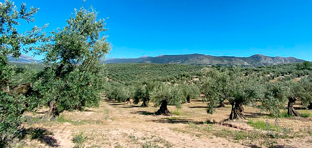 Los primeros resultados de Soil O-Live muestran un estado del suelo del olivar mediterráneo 'mejorable'