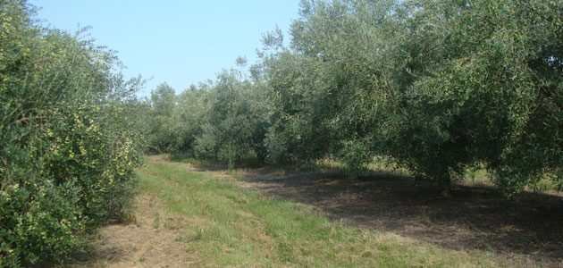 Las condiciones climáticas reducen un 66% la producción de aceite de oliva en Uruguay