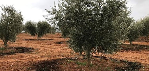 Valorares: regenerar la tierra e incrementar la productividad de cultivos como el olivar