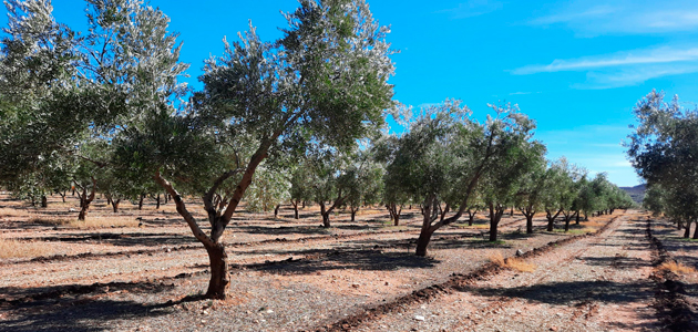 Un proyecto demostrará el impacto positivo de la microbiota del suelo en la producción y salud de los olivos