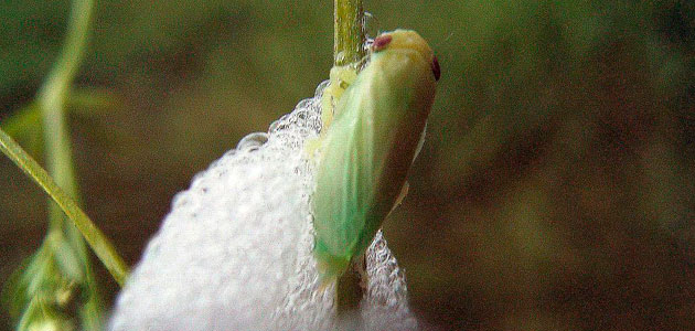 Extremadura aprueba un plan de acción para la erradicación de la Xylella fastidiosa