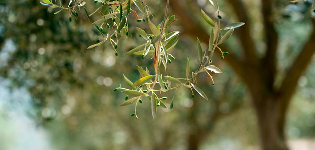 Situación actual de la Xylella fastidiosa en España