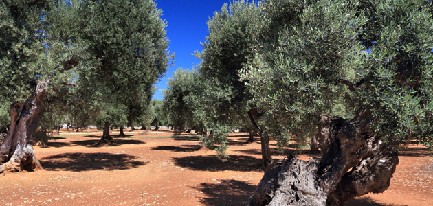 Italia pone en marcha un plan de apoyo a las empresas oleícolas afectadas por la Xylella fastidiosa