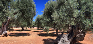 Italia pone en marcha un plan de apoyo a las empresas oleícolas afectadas por la Xylella fastidiosa